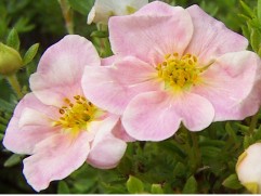 Лапчатка кустарниковая Лапчатка кустарниковая