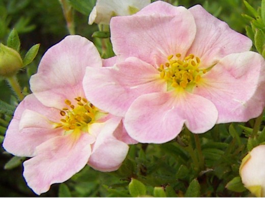 Лапчатка кустарниковая Лапчатка кустарниковая