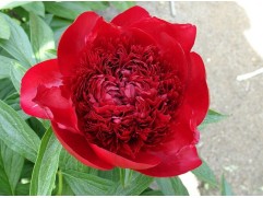 Пион молочноцветковый 