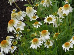 Эхинацея пурпурная 