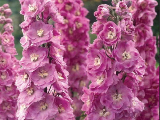 Дельфиниум Дельфиниум