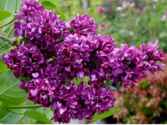 Сирень обыкновенная 