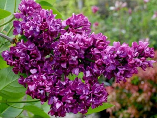 Сирень обыкновенная 