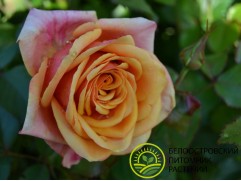 Роза чайно-гибридная 