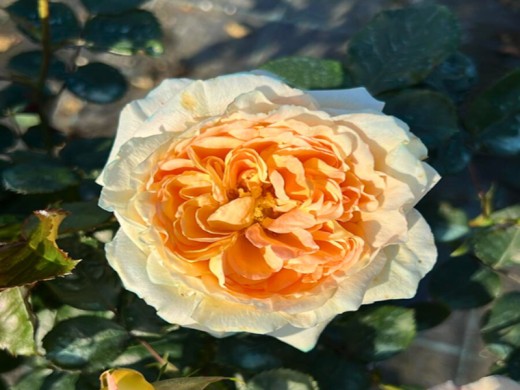 Роза флорибунда Роза флорибунда