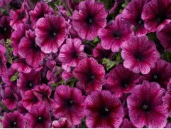 Петуния крупноцветковая 