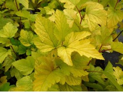 Пузыреплодник калинолистный Пузыреплодник калинолистный