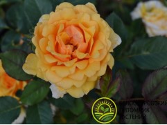 Роза миниатюрная Роза миниатюрная