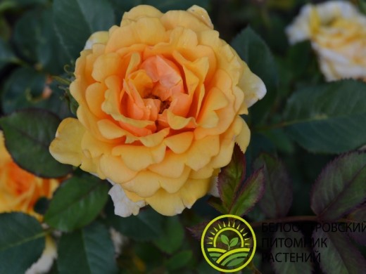 Роза миниатюрная 