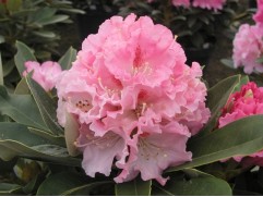 Рододендрон якушиманский 