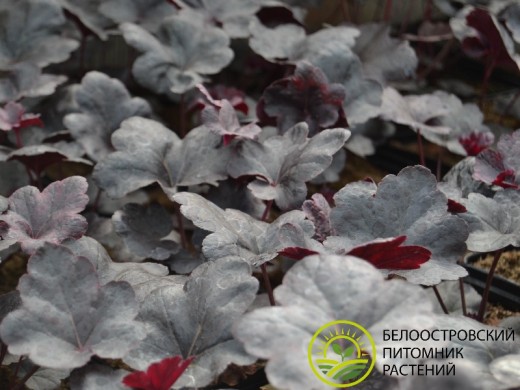 Гейхера гибридная Гейхера гибридная