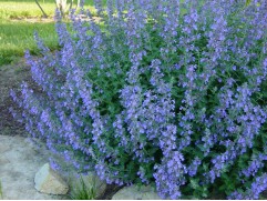 Котовник Фассена 