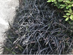 Офиопогон плоскострелый 