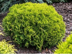 Туя западная 