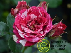 Роза спрей Роза спрей