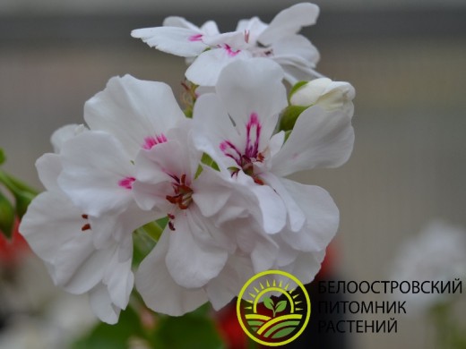 Пеларгония плющелистная Пеларгония плющелистная
