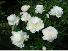 Пион молочноцветковый Пион молочноцветковый