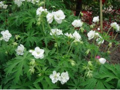 Герань луговая 