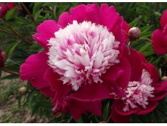 Пион молочноцветковый 