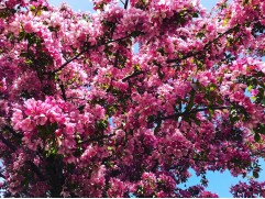 Яблоня декоративная Яблоня декоративная