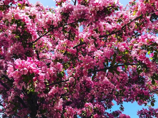 Яблоня декоративная Яблоня декоративная