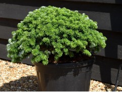 Пихта корейская Пихта корейская