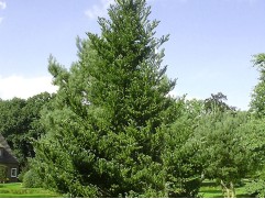 Пихта корейская Пихта корейская