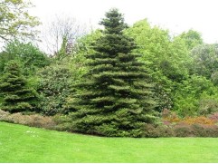 Пихта корейская (Контейнер 5,0л.) Пихта корейская (Контейнер 5,0л.)