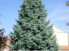 Пихта одноцветная Пихта одноцветная