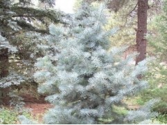 Пихта одноцветная Пихта одноцветная