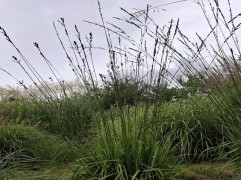 Молиния тростниковая 