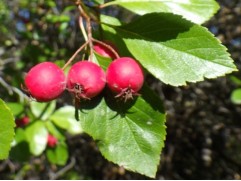 Боярышник 