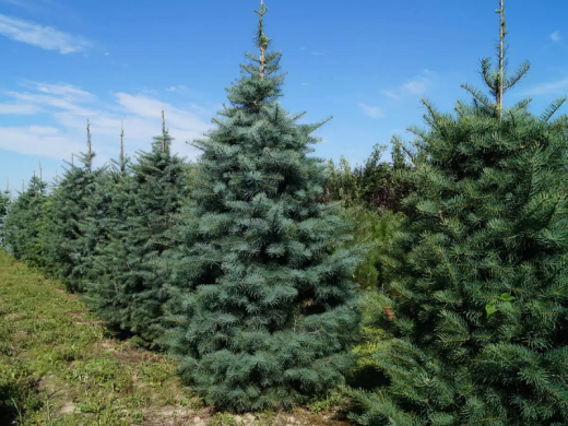 Пихта одноцветная (Контейнер 0,5л.) Пихта одноцветная (Контейнер 0,5л.)