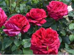 Роза флорибунда 