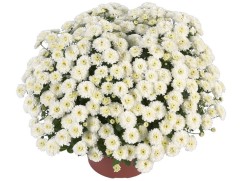 Хризантема мультифлора Хризантема мультифлора