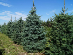 Пихта одноцветная (Контейнер 1,5л.) Пихта одноцветная (Контейнер 1,5л.)