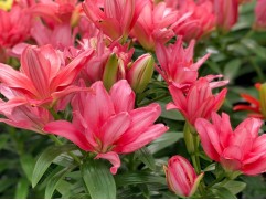 Лилия азиатская махровая 