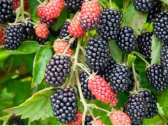Ежевика Ежевика