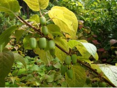 Актинидия Коломикта 