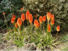 Книфофия гибридная 