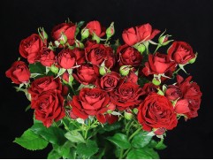 Роза спрей Роза спрей