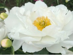 Пион молочноцветковый 