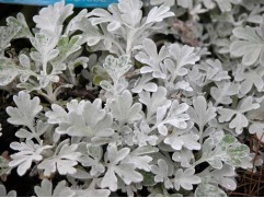 Полынь Штеллера 