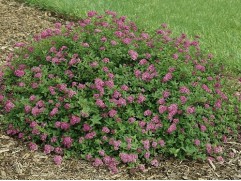 Спирея японская Спирея японская