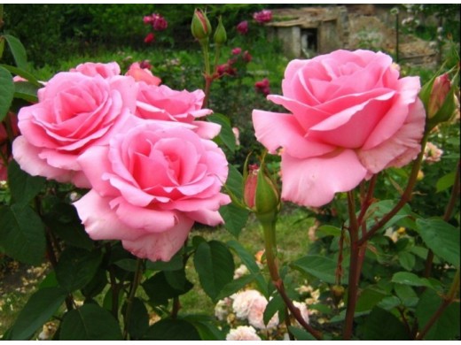 Роза чайно-гибридная Роза чайно-гибридная