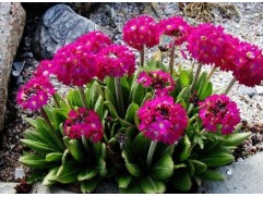 Примула мелкозубчатая 