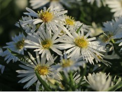 Астра кустарниковая 