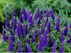 Вероника колосистая 