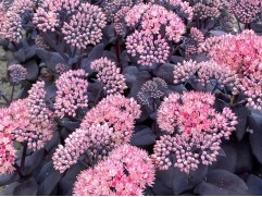 Очиток гибридный Очиток гибридный