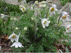 Прострел обыкновенный 